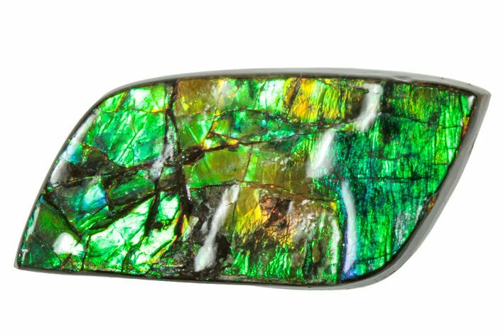 Flashy Ammolite (Fossil Ammonite Shell) - Greens & Yellows #357606